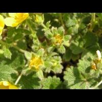 Potentilla Megalantha (fam. Rosacees) (Japon, Kamchatka, Iles Kouriles) (4)